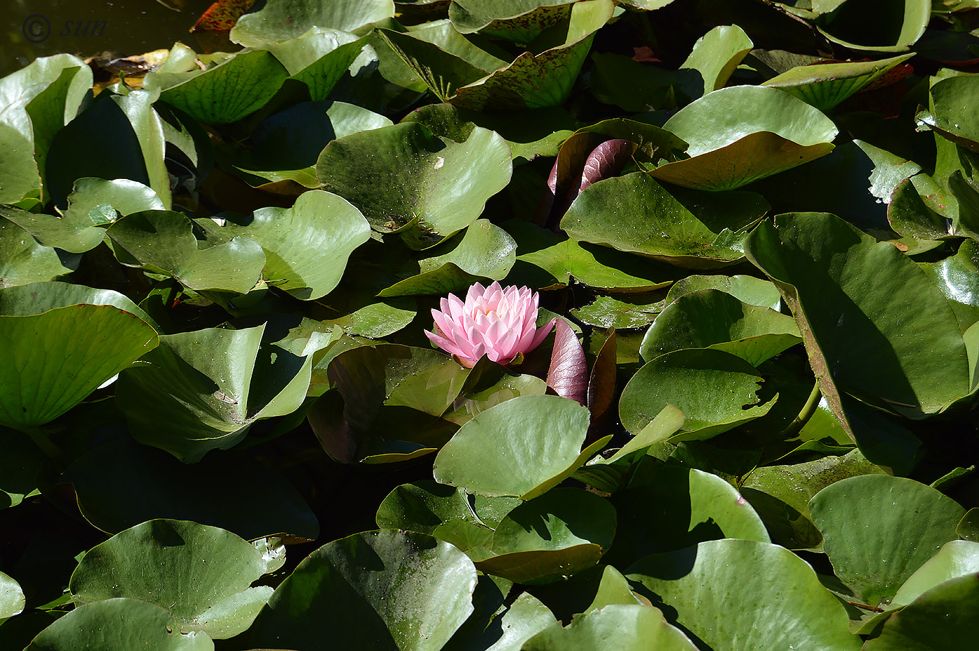 Изображение особи Nymphaea odorata.