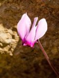 Cyclamen graecum. Цветок. Греция, о-в Крит, ном Ханья (Νομός Χανίων), дим Колимвари (Δήμος Κολυμβαρίου), окр. деревни Афрата (Αφράτα), подпорная стенка в оливковой плантации. 14 октября 2021 г.