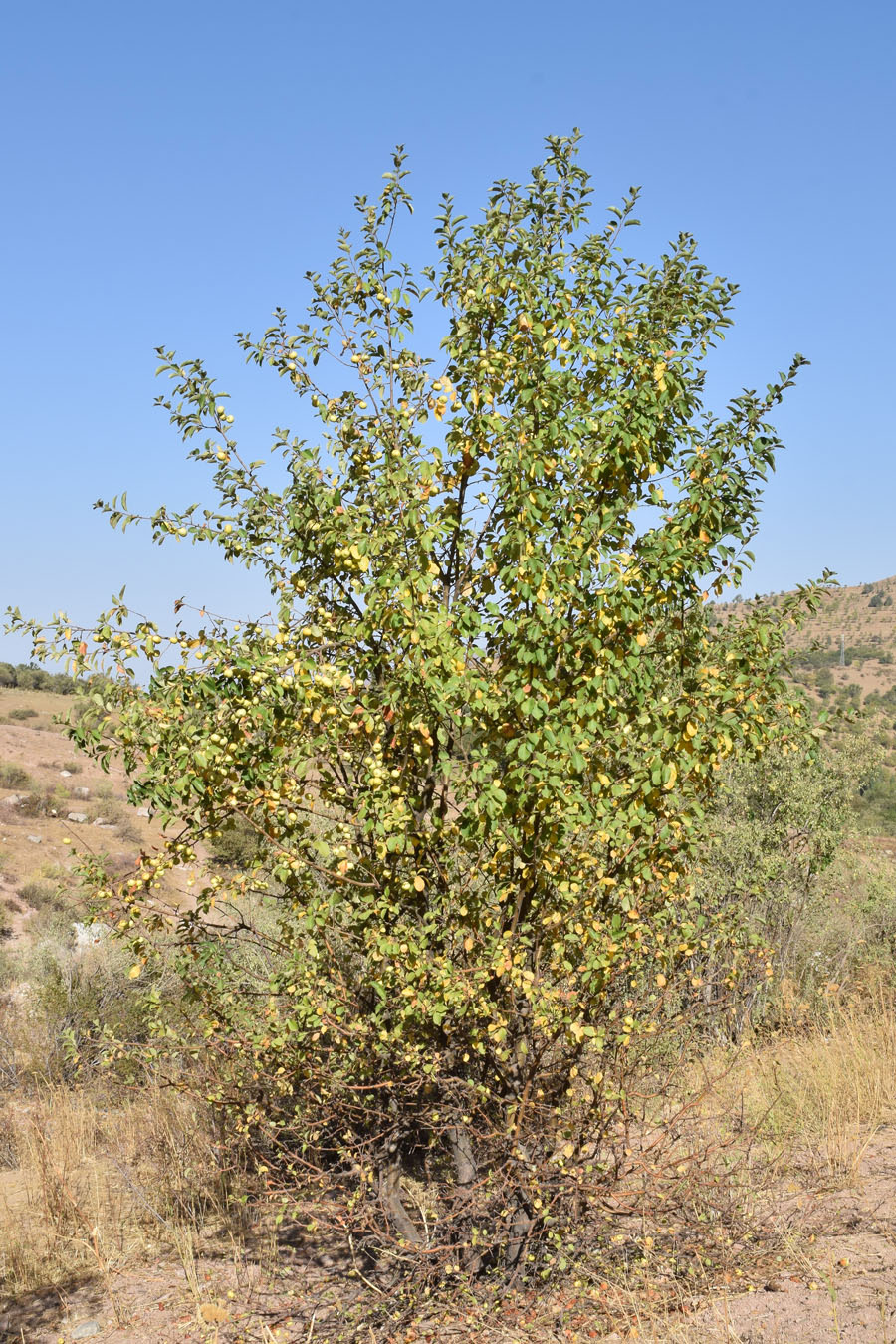 Image of Malus domestica specimen.