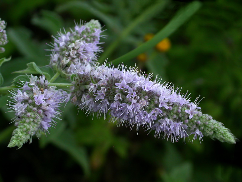 Изображение особи Mentha longifolia.