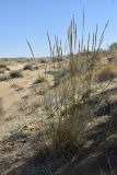 genus Elytrigia. Плодоносящее растение. Казахстан, Алматинская обл., Балхашский р-н, закреплённые пески. 15 сентября 2021 г.