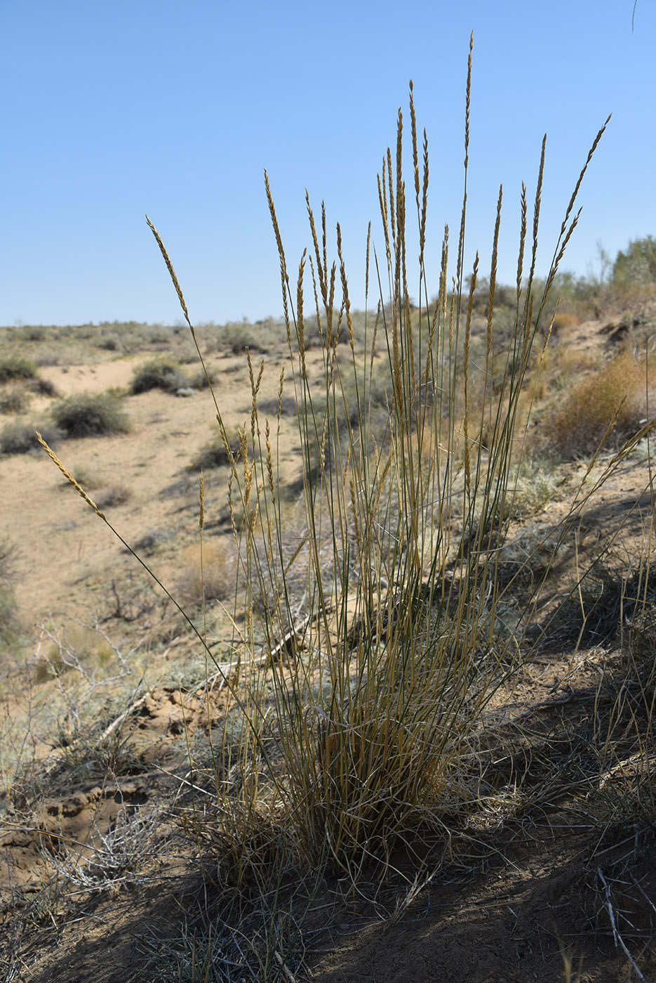 Image of genus Elytrigia specimen.