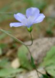 Linum austriacum. Цветок. Азербайджан, Лерикский р-н, Зуванд. 12.04.2010.