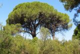 Pinus pinea