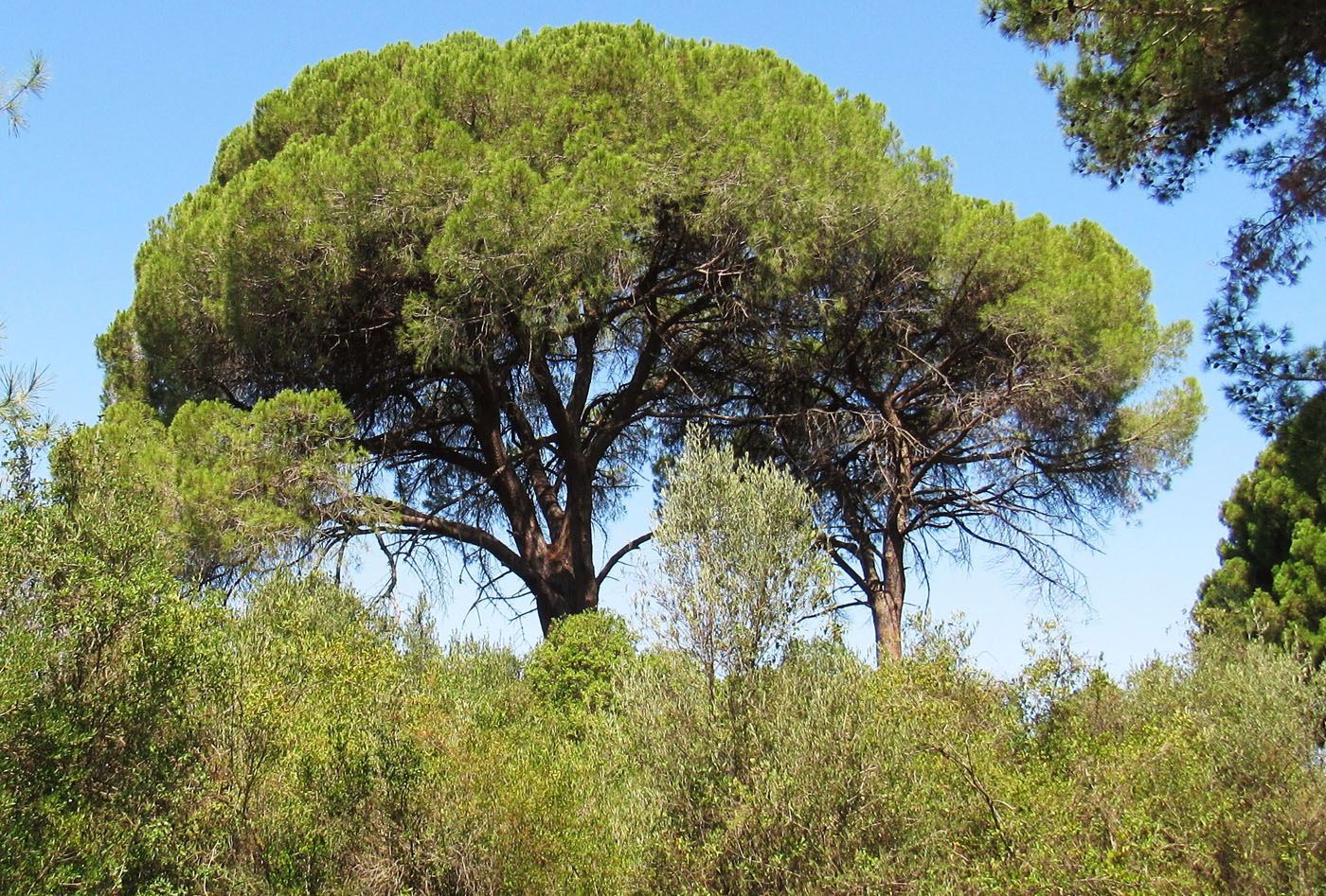 Изображение особи Pinus pinea.