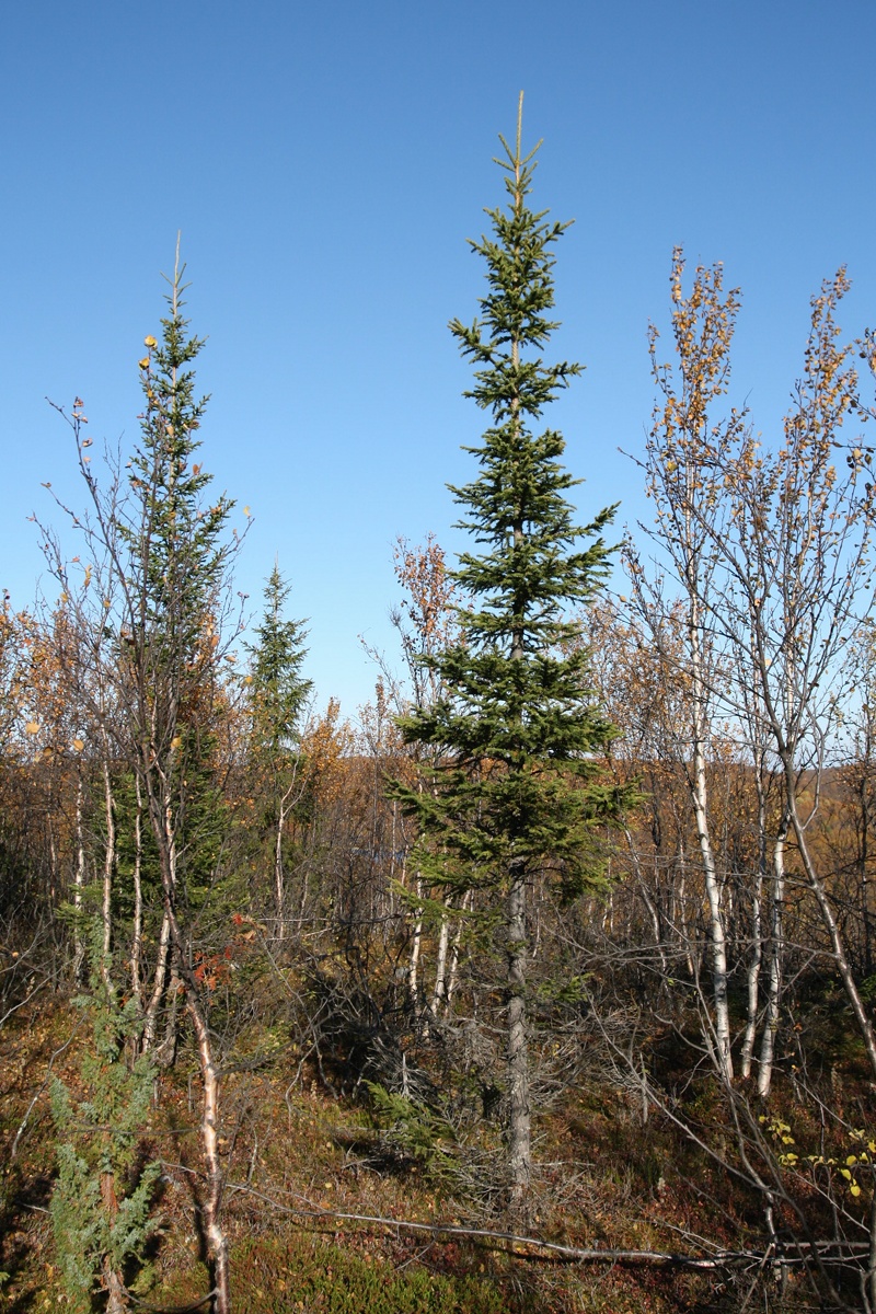 Изображение особи Picea obovata.