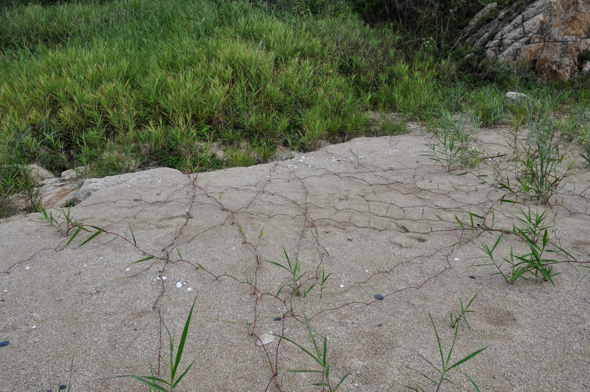 Image of familia Poaceae specimen.