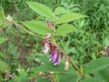 Vicia ramuliflora