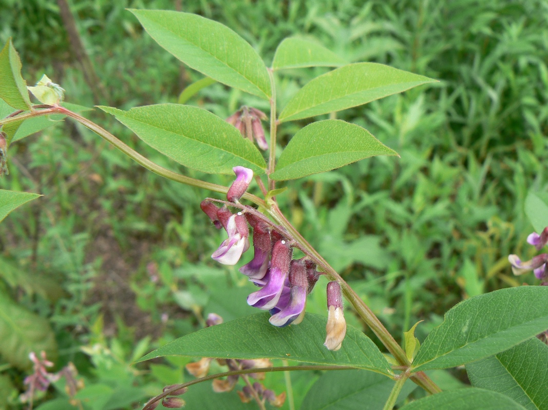 Image of Vicia ramuliflora specimen.