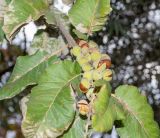 Pappea capensis. Верхушка побега с соплодием. Израиль, Иудейские горы, г. Иерусалим, ботанический сад университета. 15.02.2022.