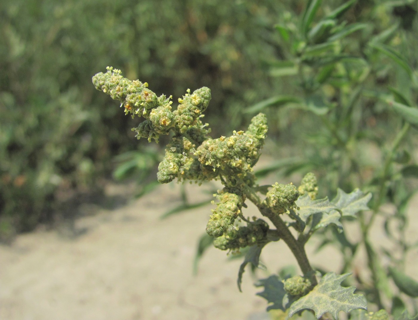 Image of Atriplex tatarica specimen.