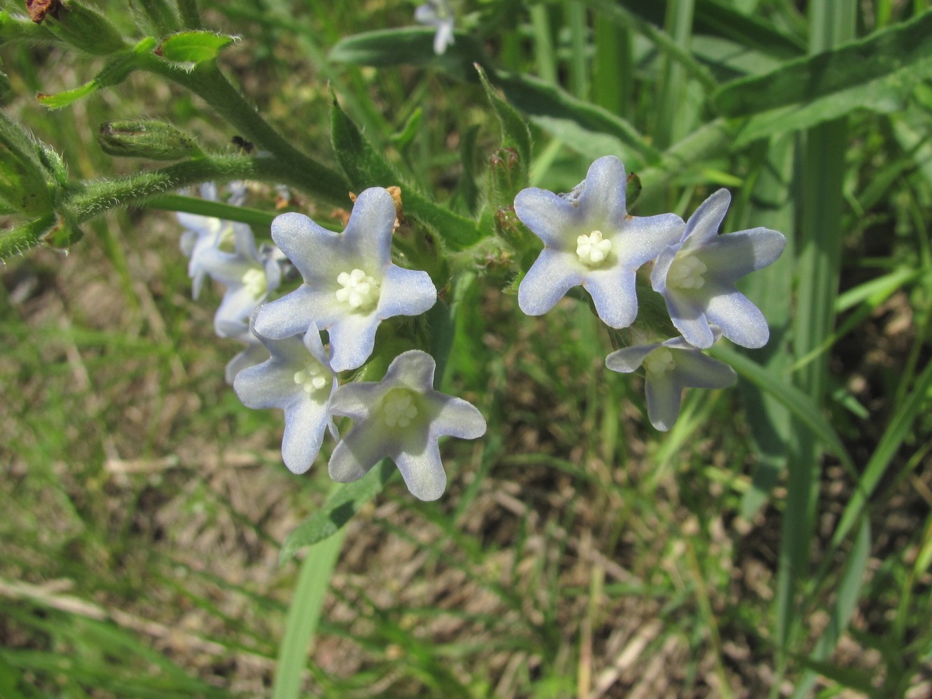 Image of Anchusa ochroleuca specimen.