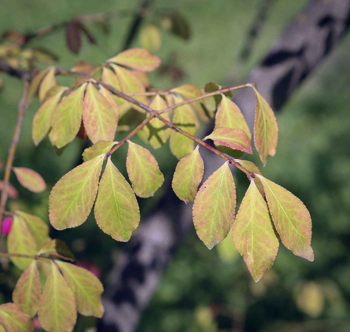 Image of Euonymus alatus specimen.