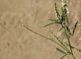 Melilotus albus