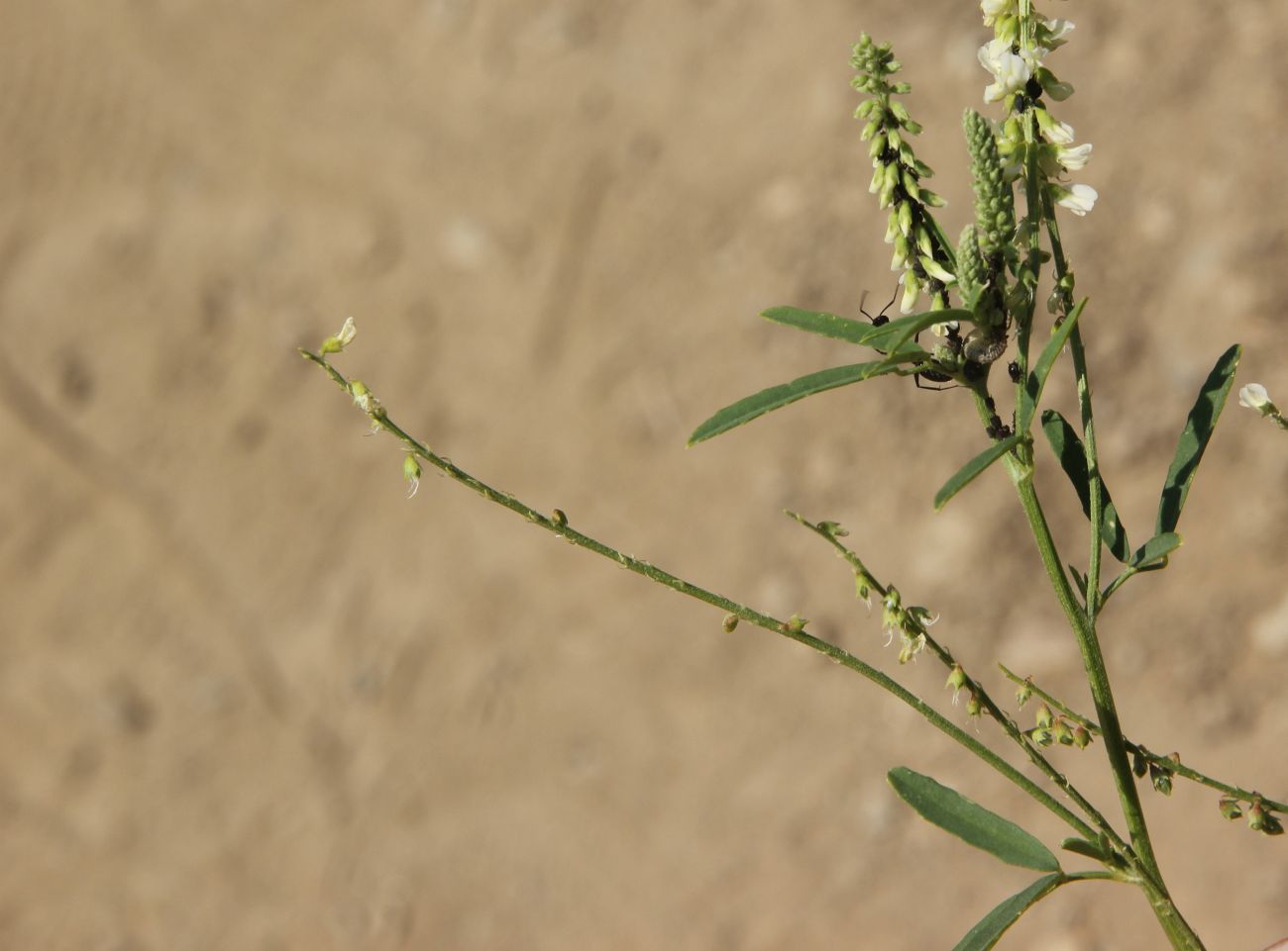 Изображение особи Melilotus albus.