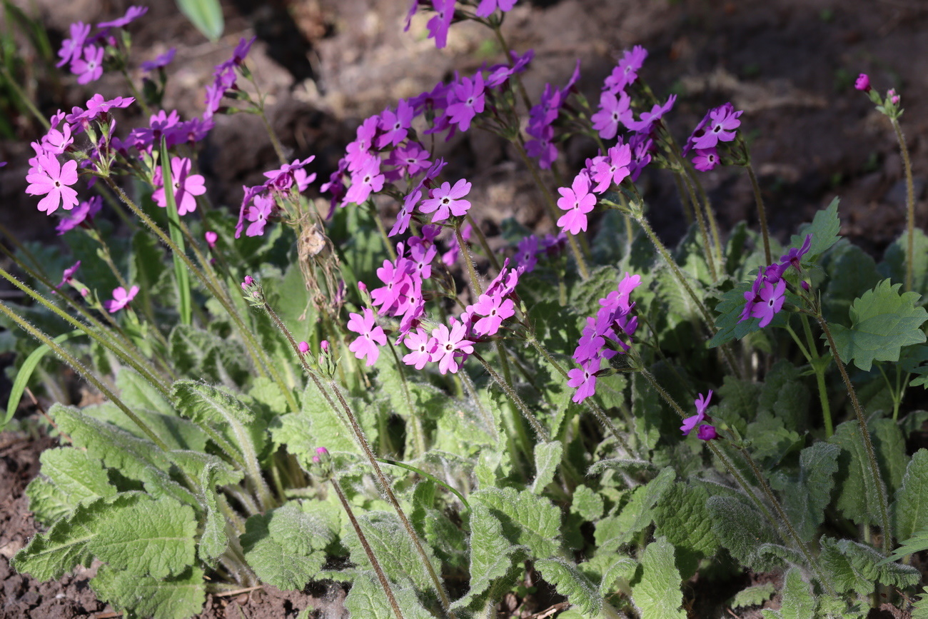 Image of Primula patens specimen.