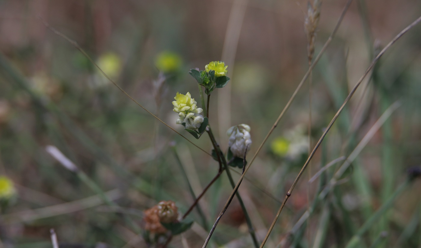 Image of Trifolium karatavicum specimen.