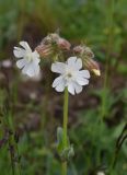 Melandrium latifolium