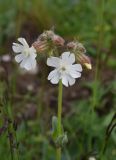 Melandrium latifolium