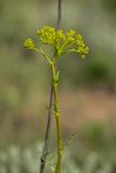 Ferulago galbanifera. Верхушка побега с соцветием. Ростовская обл., Каменский р-н, окр. станицы Калитвенская, степной склон. 05.06.2022.