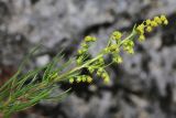 Artemisia commutata. Верхушка цветущего побега. Приморский край, Ольгинский р-н, окр. с. Серафимовка, гора Белая, известняковые скалы. 06.07.2022.