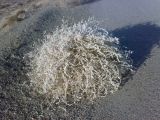Krascheninnikovia ceratoides. Высохшее плодоносящее растение. Казахстан, горы Балабогаты, полупустынная зона (в 70 км от г. Чилик).