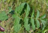 Pimpinella saxifraga. Прикорневой лист. Тульская обл., Плавский р-н, окр. пос. Молочные Дворы, луг. 24.07.2022.