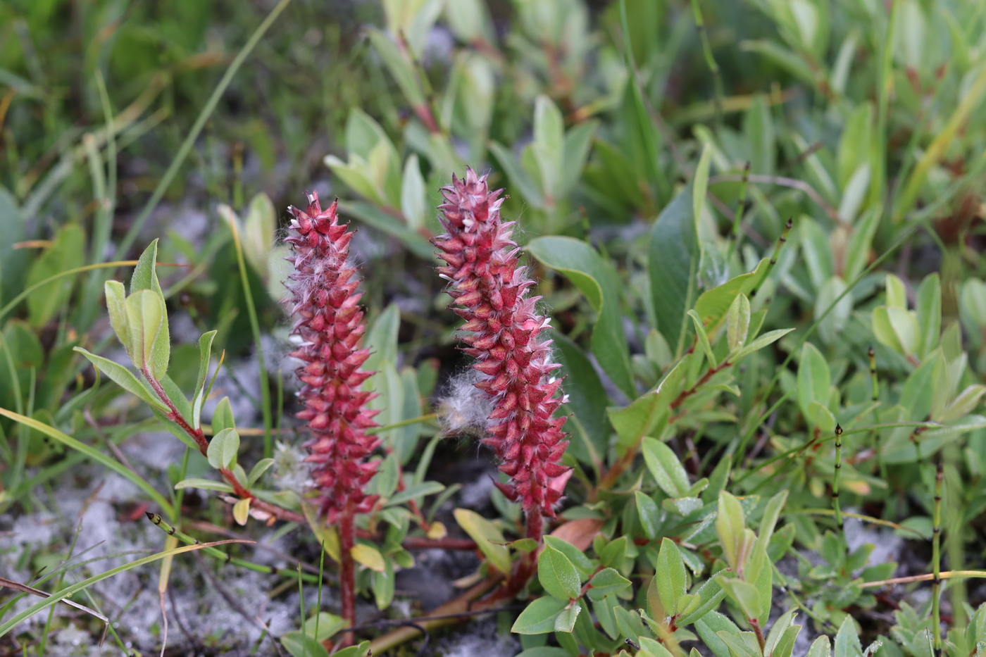 Изображение особи Salix rectijulis.