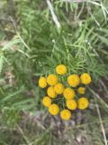 Tanacetum vulgare