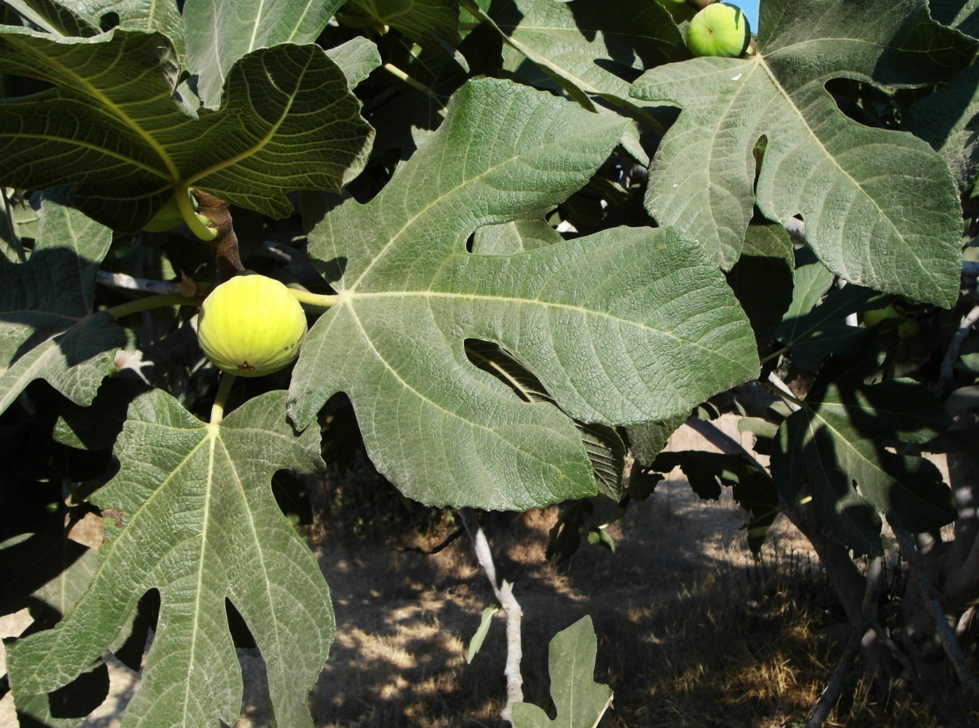 Image of Ficus carica specimen.