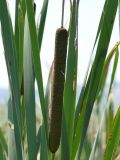 Typha latifolia. Соплодие и части листьев. Крым, Белогорский р-н, окр. с. Белая Скала, берег вытекающего из грота горы Ак-Кая ручья. 19.07.2021.