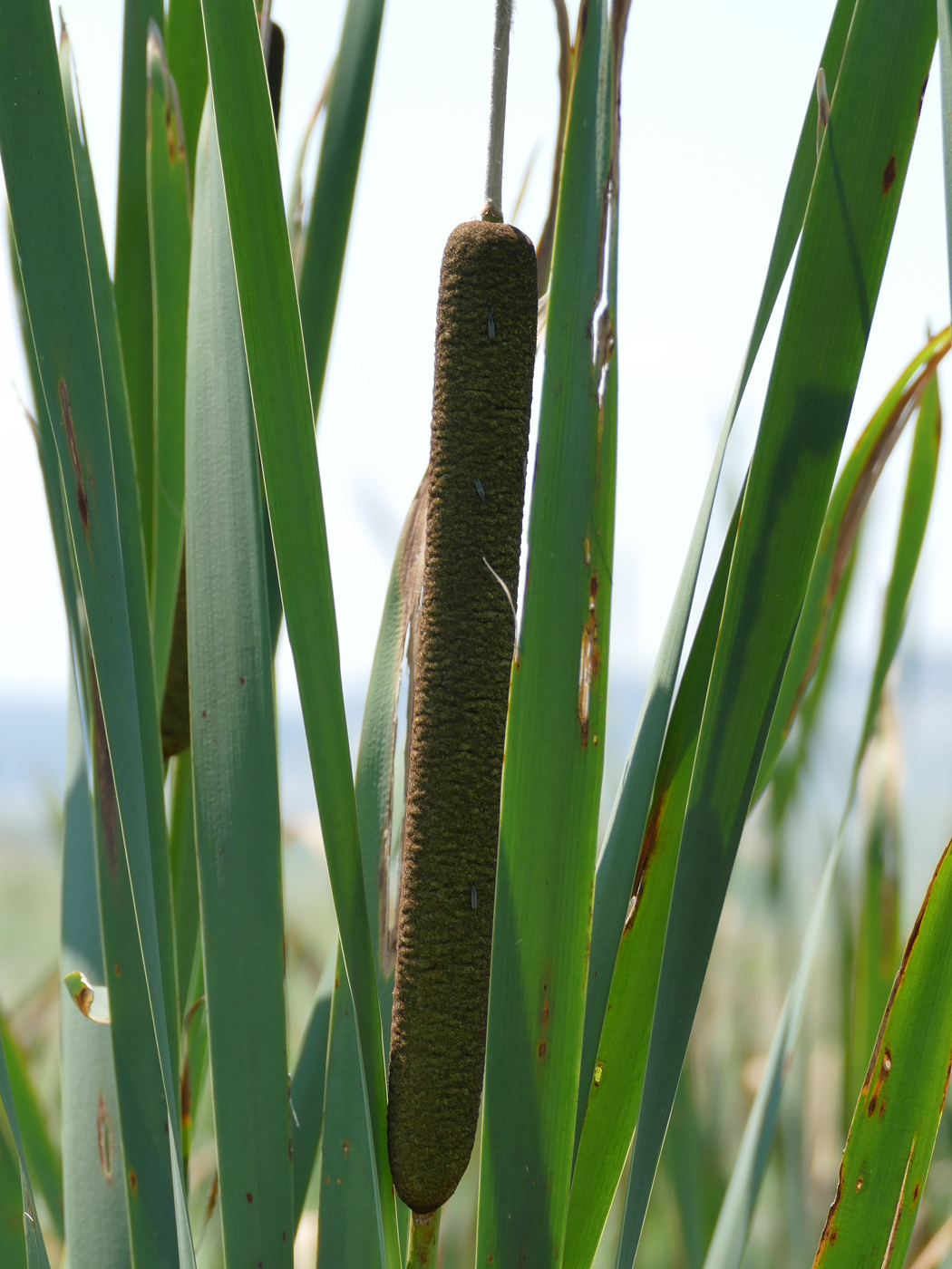 Изображение особи Typha latifolia.