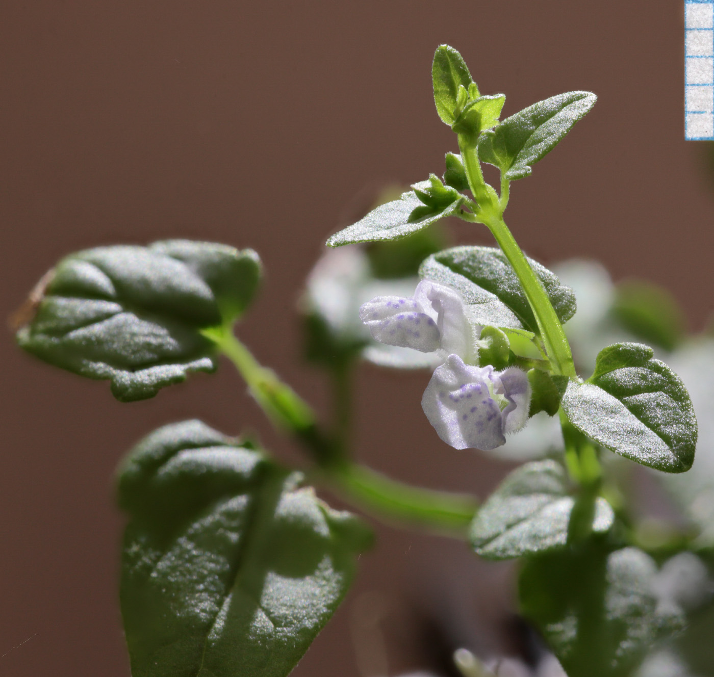 Image of Scutellaria dependens specimen.