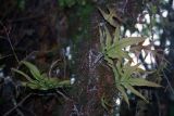 семейство Polypodiaceae. Молодые вайи. Непал, провинция Гандаки-Прадеш, р-ны Каски и Мананг, национальный парк \"Annapurna\". 10.03.1996.