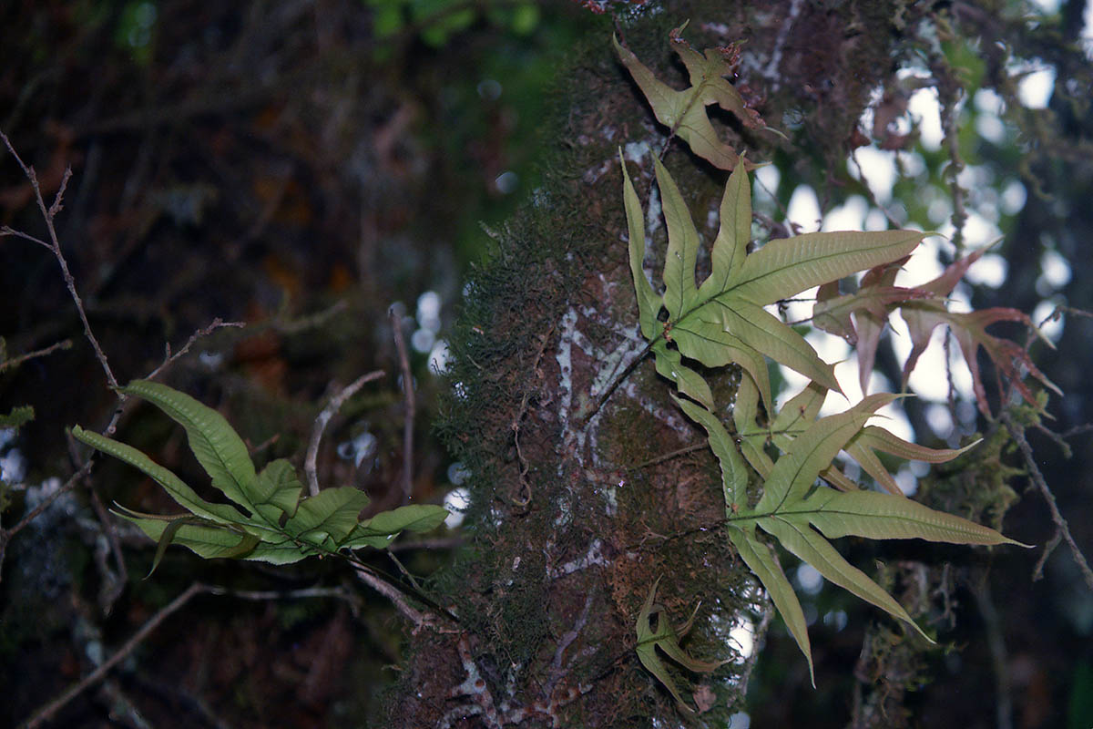 Изображение особи семейство Polypodiaceae.