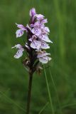 Dactylorhiza psychrophila. Соцветие (запоздалое цветение). Мурманская обл., Кольский р-н, ур. Могильный Ров, бровка склона ущелья, окрайка мезотрофного сфагнового болота. 29.07.2022.