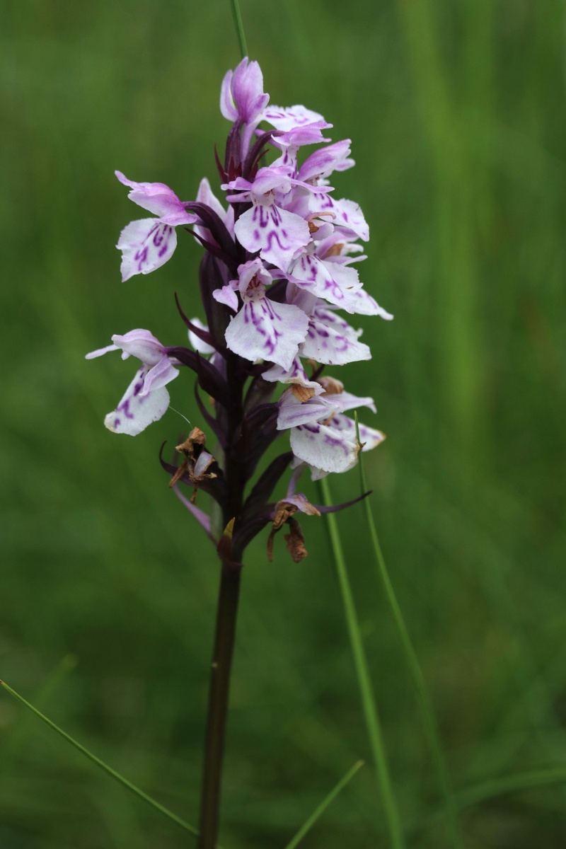 Image of Dactylorhiza psychrophila specimen.