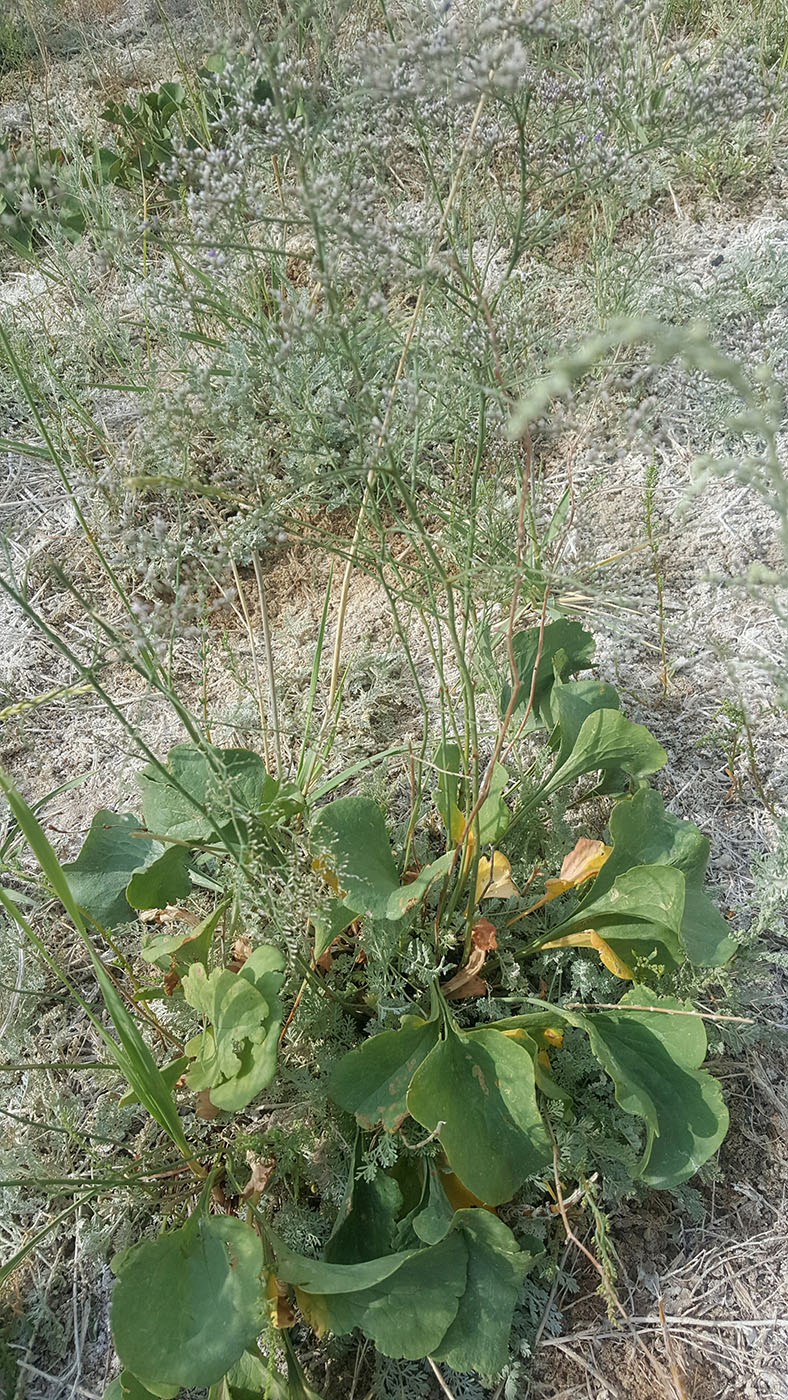 Image of Limonium myrianthum specimen.