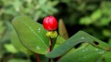 Hypericum androsaemum