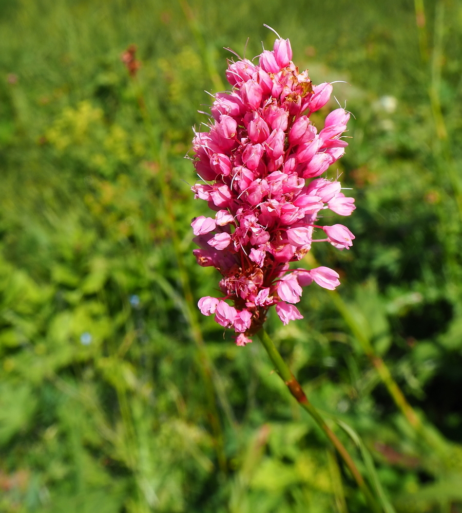 Изображение особи Bistorta carnea.