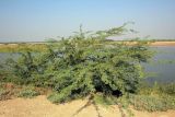 Prosopis pallida. Цветущее и плодоносящее растение. Индия, штат Гуджарат, округ Бхавнагар, национальный парк \"Блекбак Велавадар\". 11.12.2022.