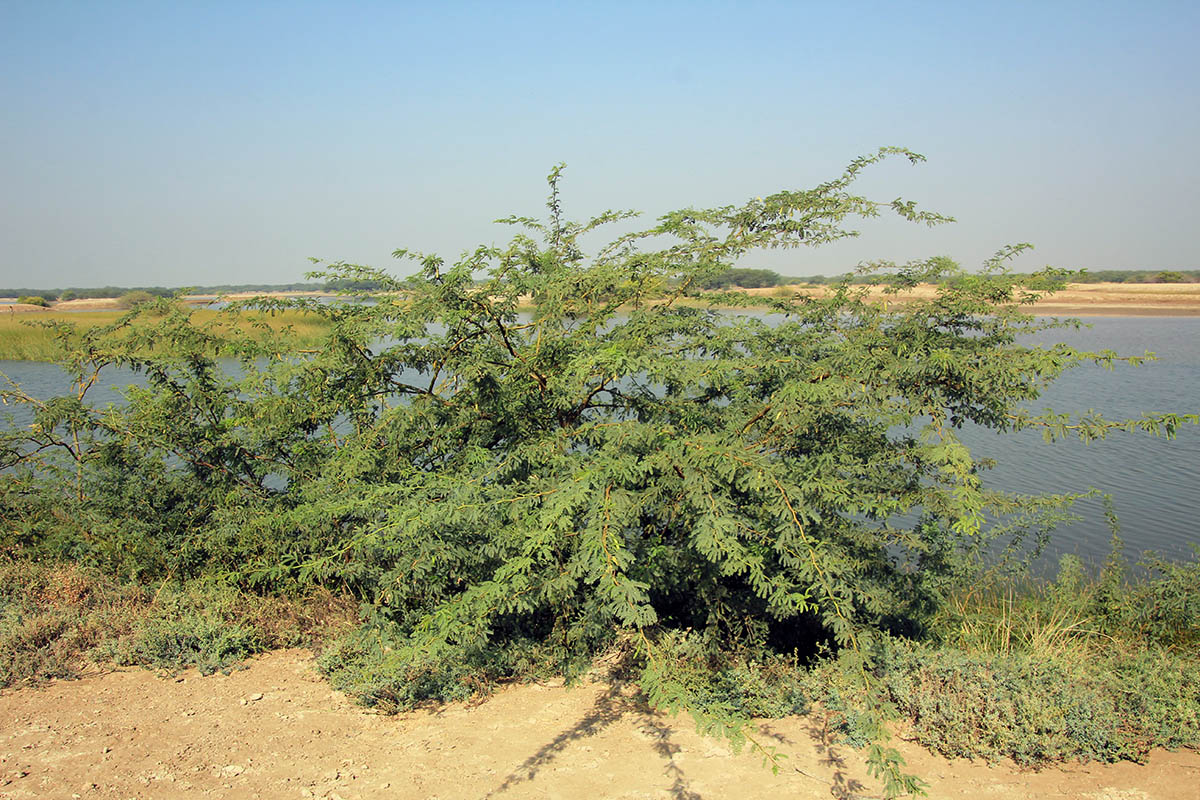 Image of Prosopis pallida specimen.