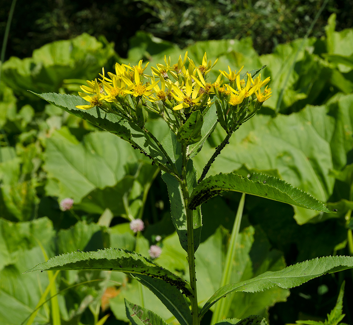 Image of Senecio nemorensis specimen.