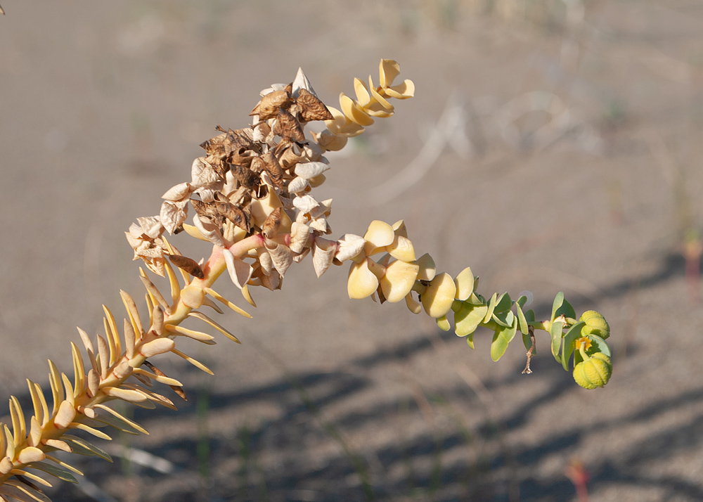 Изображение особи Euphorbia paralias.