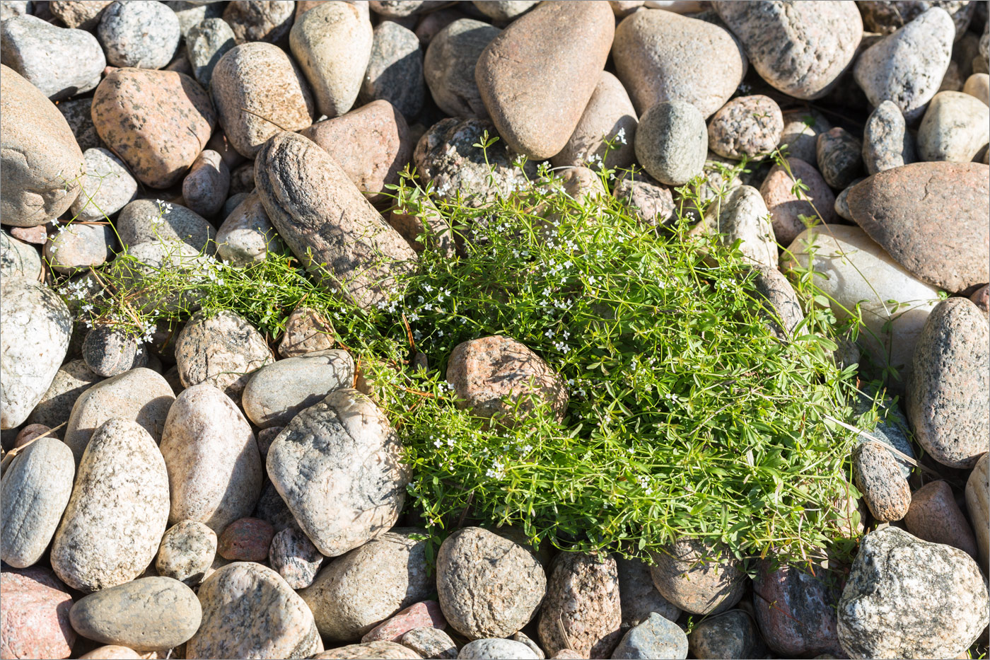 Image of Galium palustre specimen.