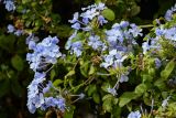 Plumbago auriculata