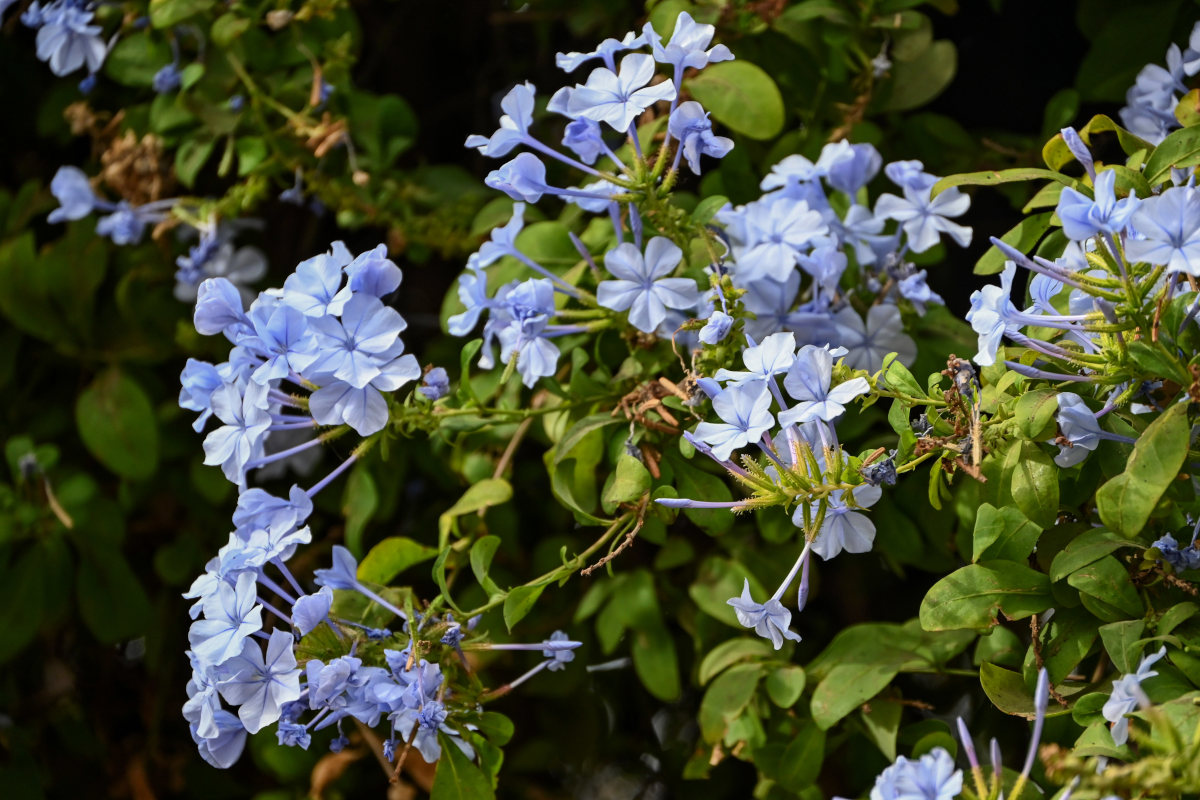 Image of Plumbago auriculata specimen.