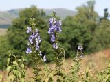 Aconitum nasutum. Верхушки побегов с соцветиями. Адыгея, Кавказский биосферный заповедник, Азишский перевал, ≈ 2000 м н.у.м., субальпийский луг. 31.08.2019.