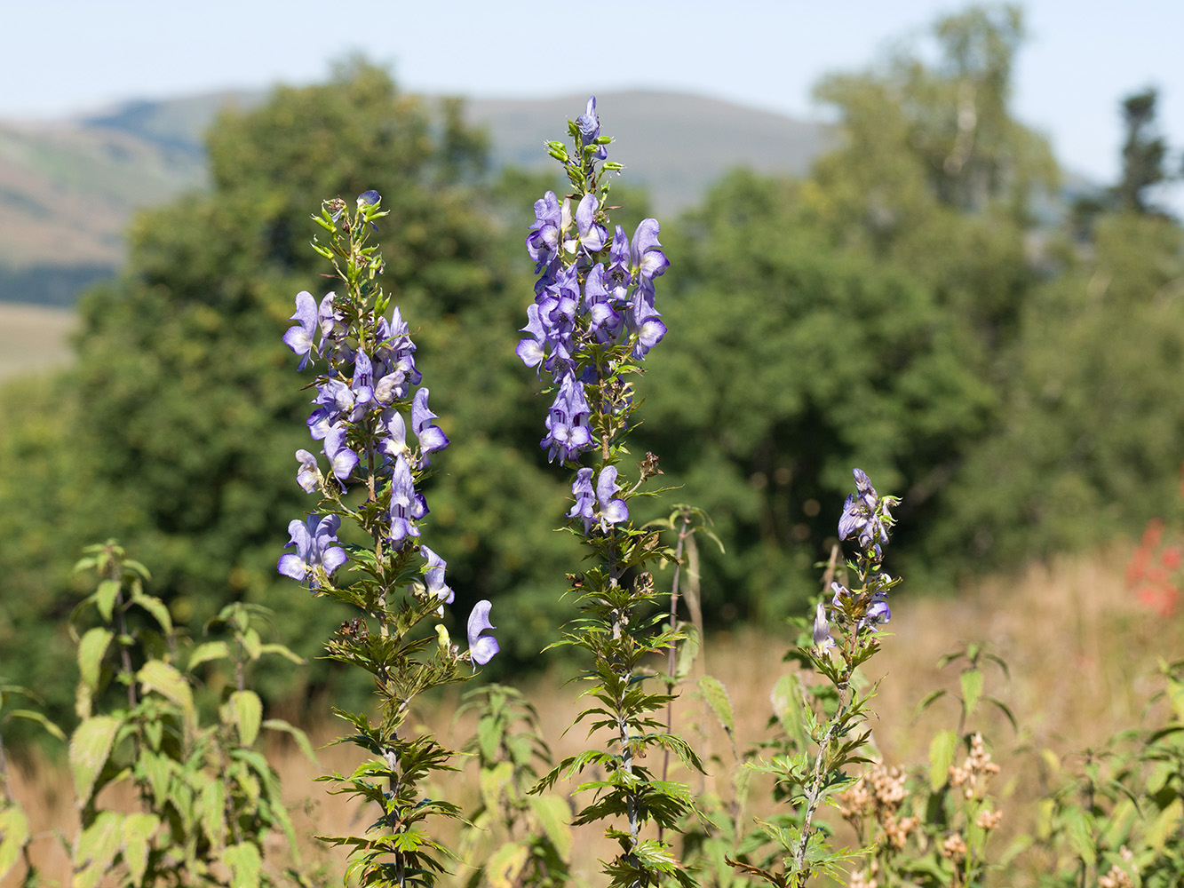 Image of Aconitum nasutum specimen.