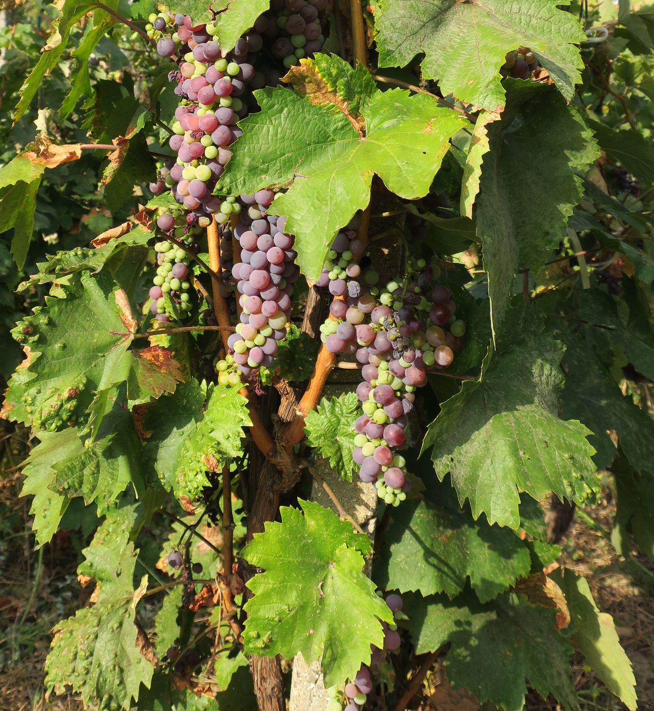 Image of Vitis vinifera specimen.